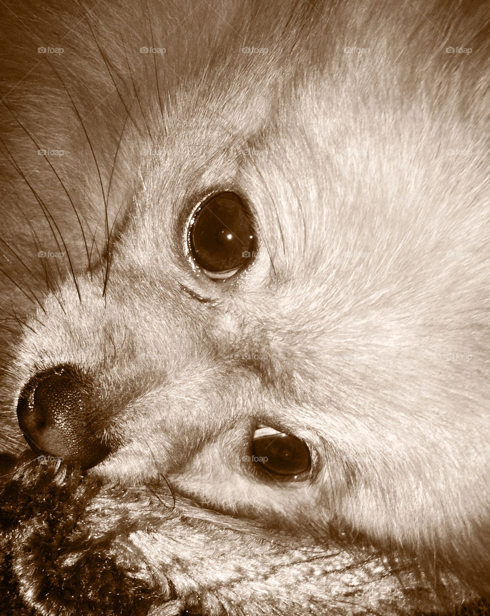 Sad faced little dog