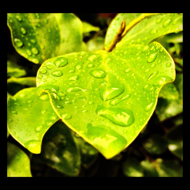 leaf