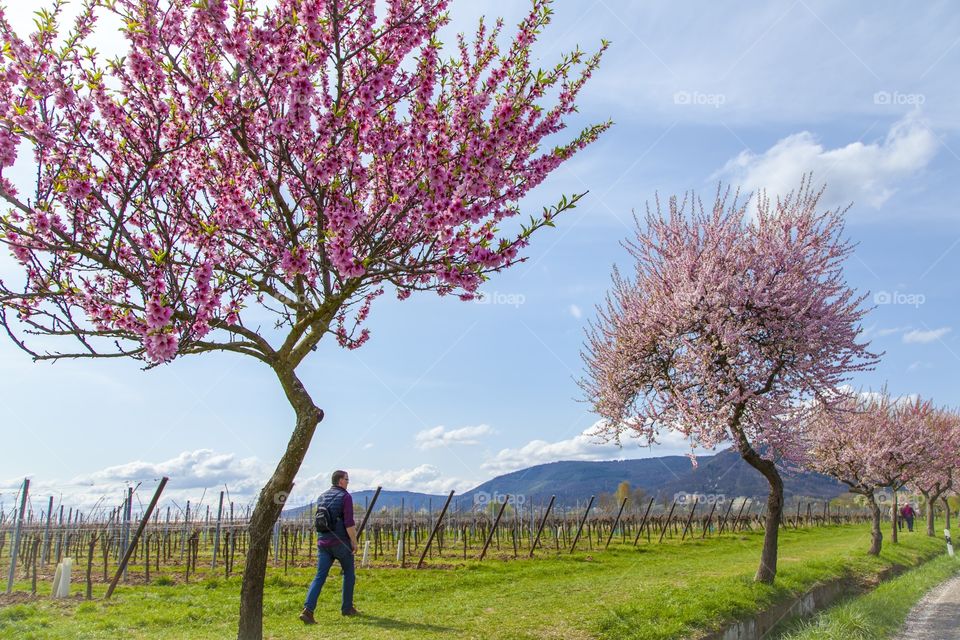 Flowering almond trees Pfalz landscape Germany 