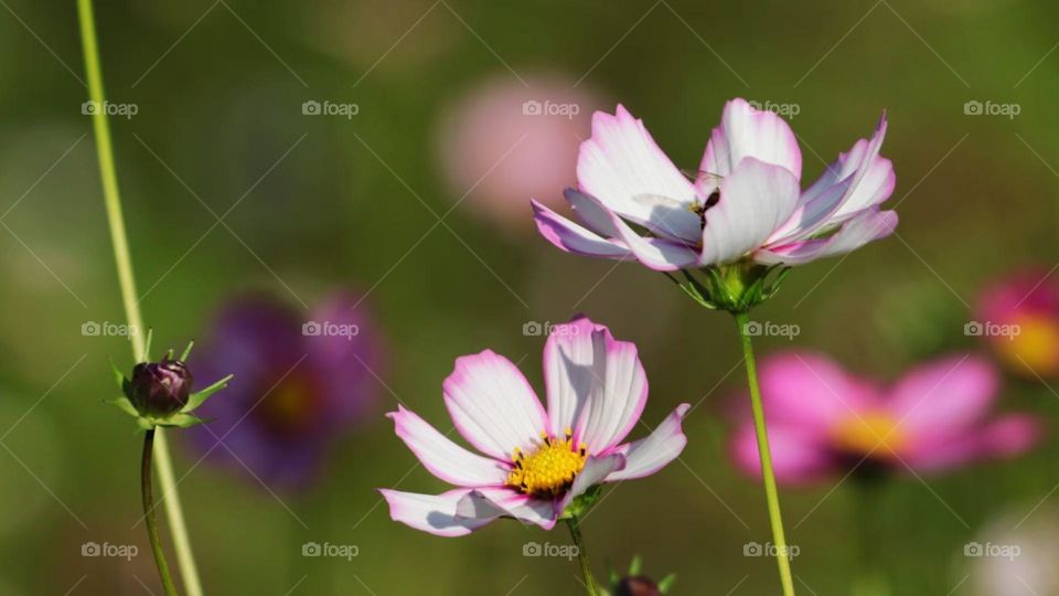 Daisy flowers in Spring time