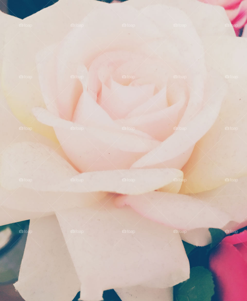 White false rose 