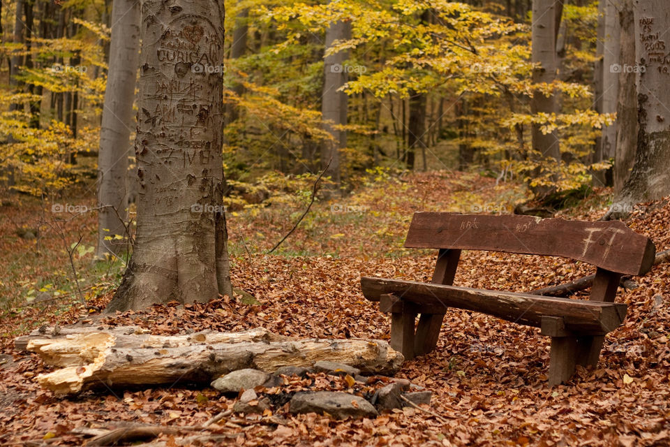 nature colors forest autumn by ndia