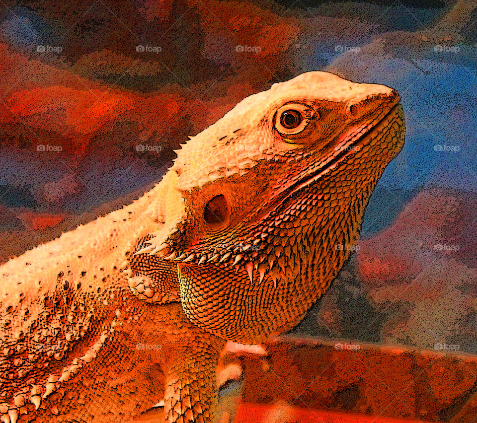 More shots of our friendly Bearded Dragon Stormy.  A closeup of his head in his friendly happy mode all orange and no puffed beard! Ive applied the poster edges filter to really accentuate his textured, prickly skin. 