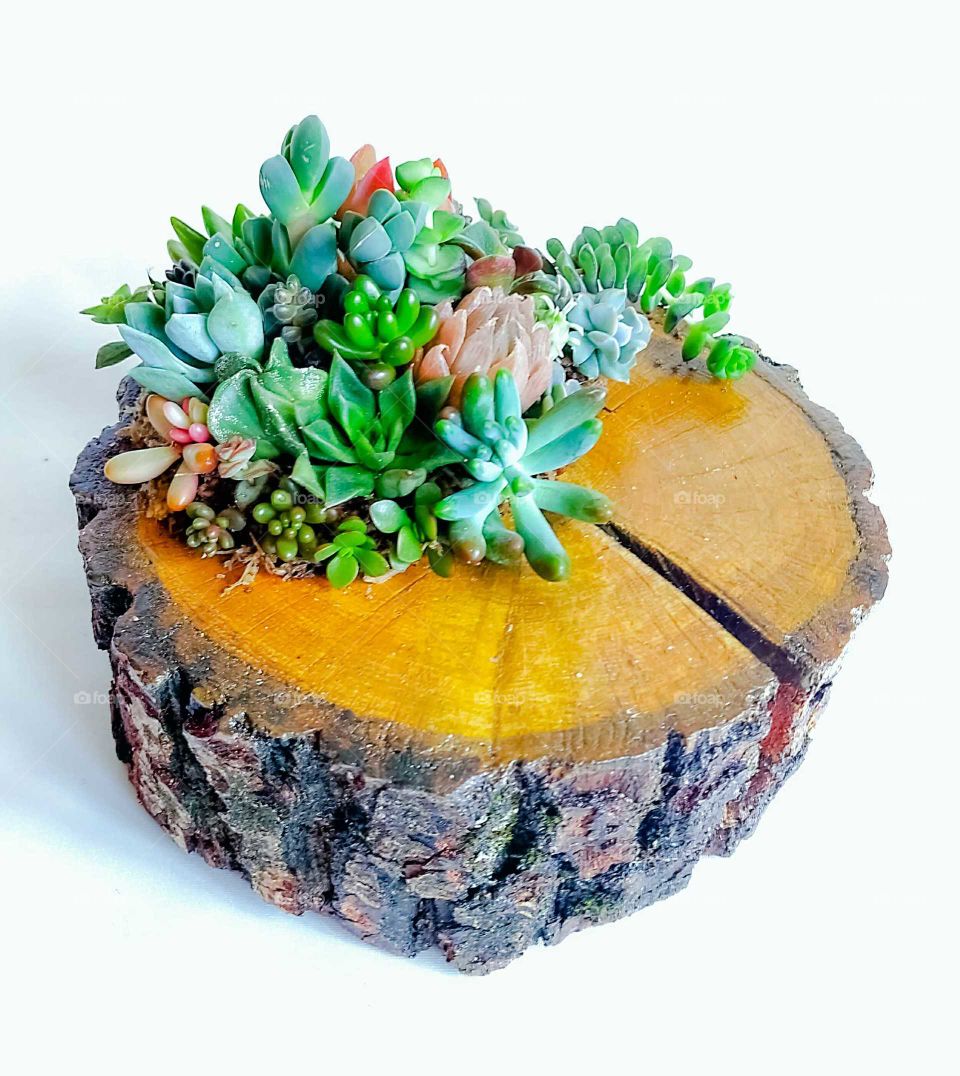 The succulent terrarium in wooden pot