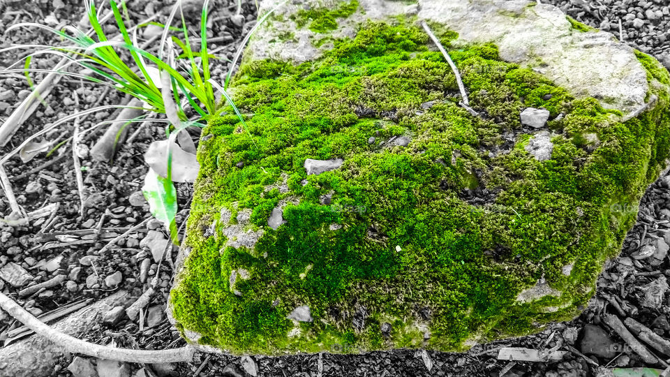 Sobre a pedra, natureza verde.