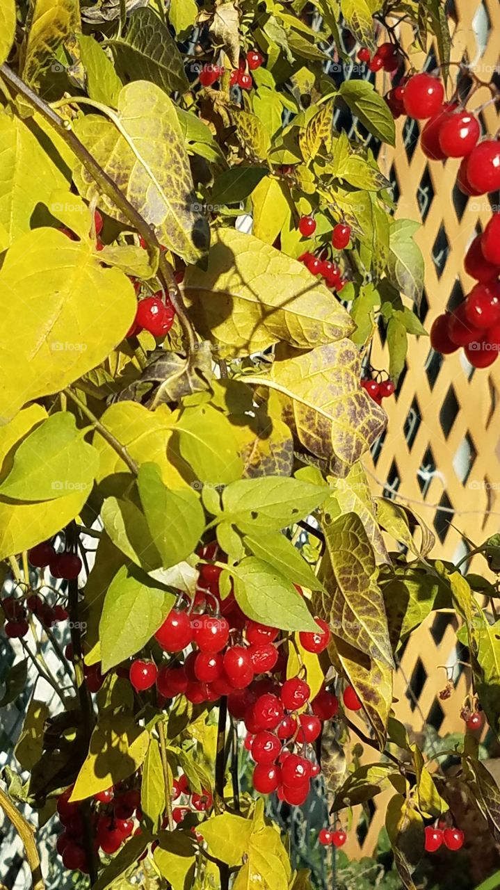 Fall berries