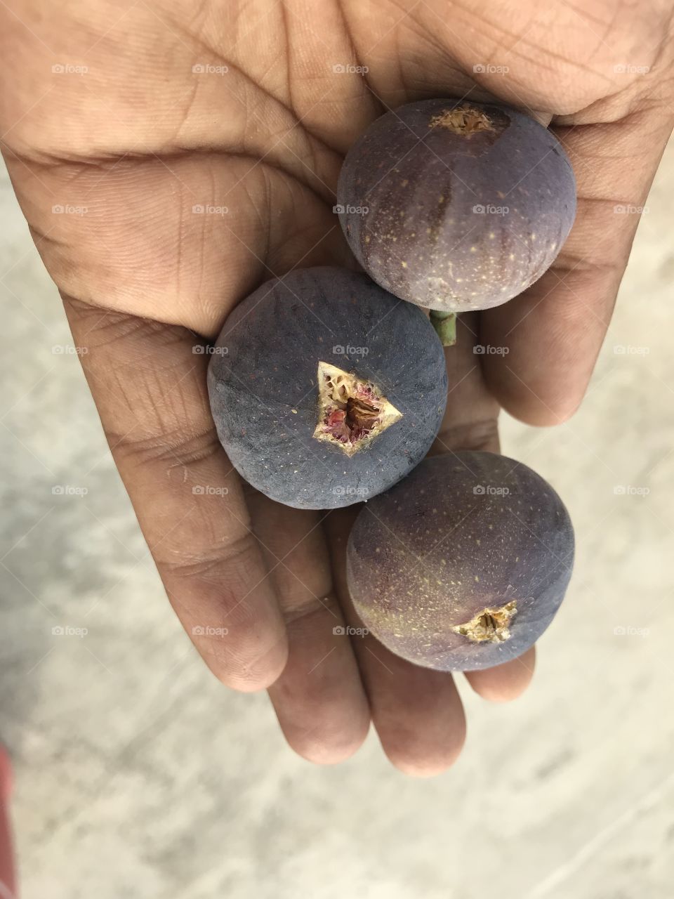 Fig fruit 