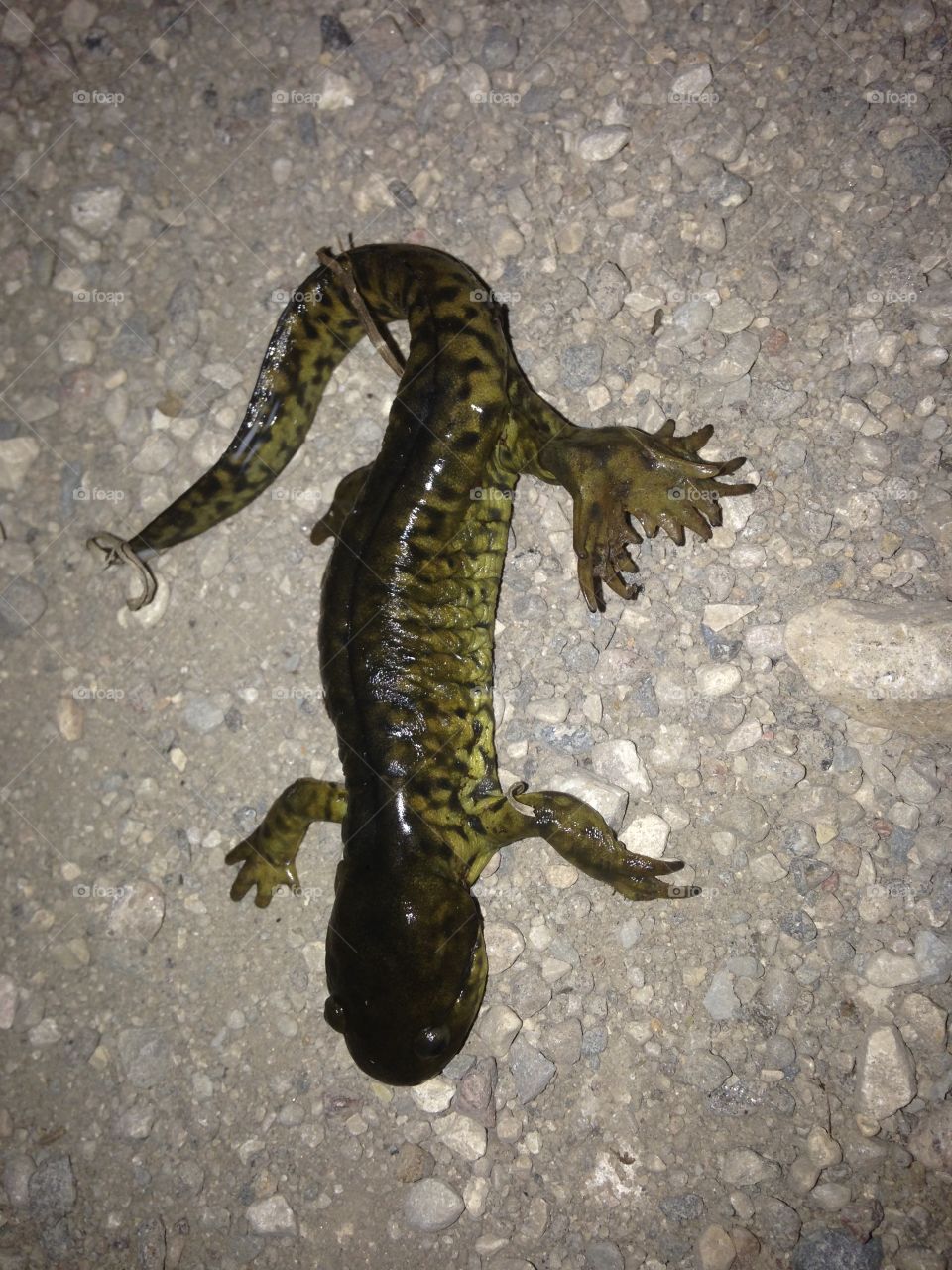 6 Legged Salamander!