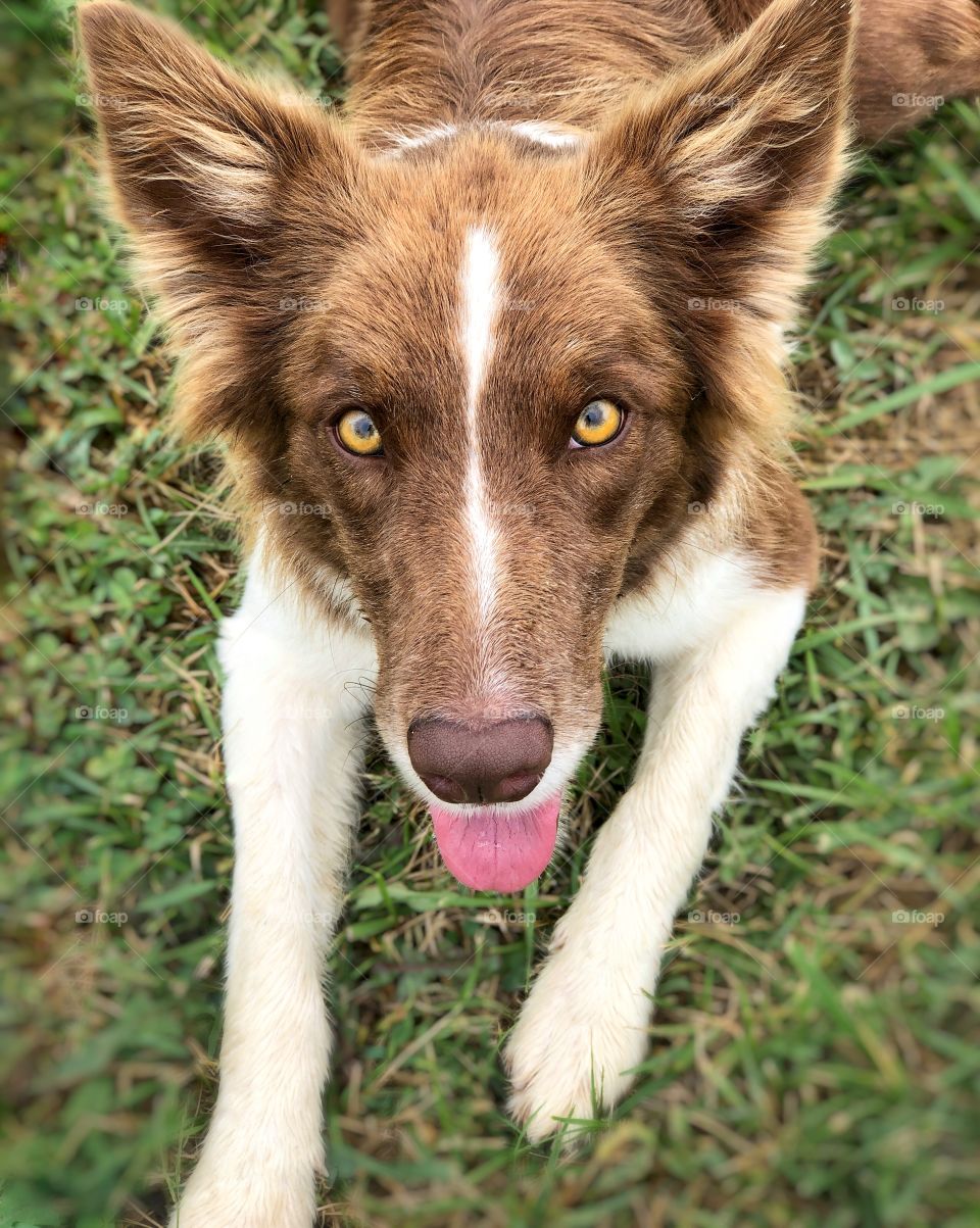 Boarder Collie