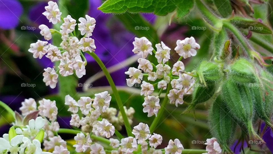 Midsummer flower!