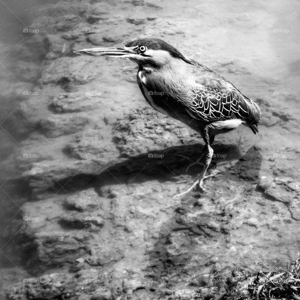 Socozinho,  a Brazilian native bird