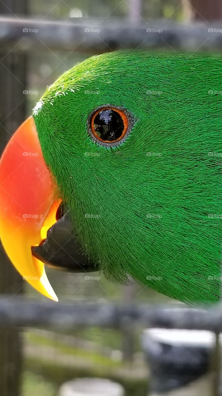 Eclectus bird parrot male
