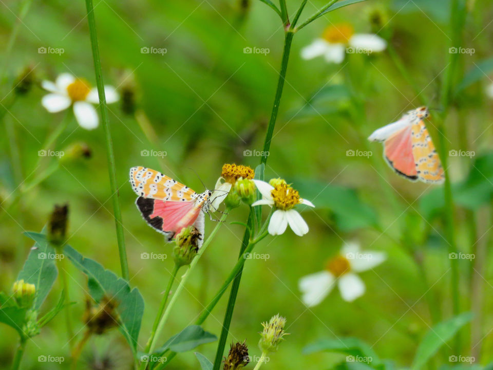 Moth flying from flower