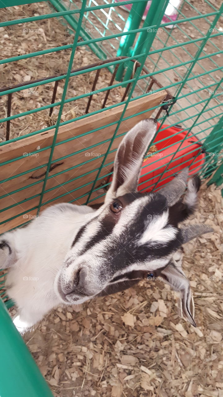 goat showing off for me