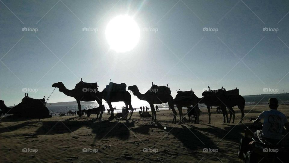 Caravan of camels and beautiful sunset