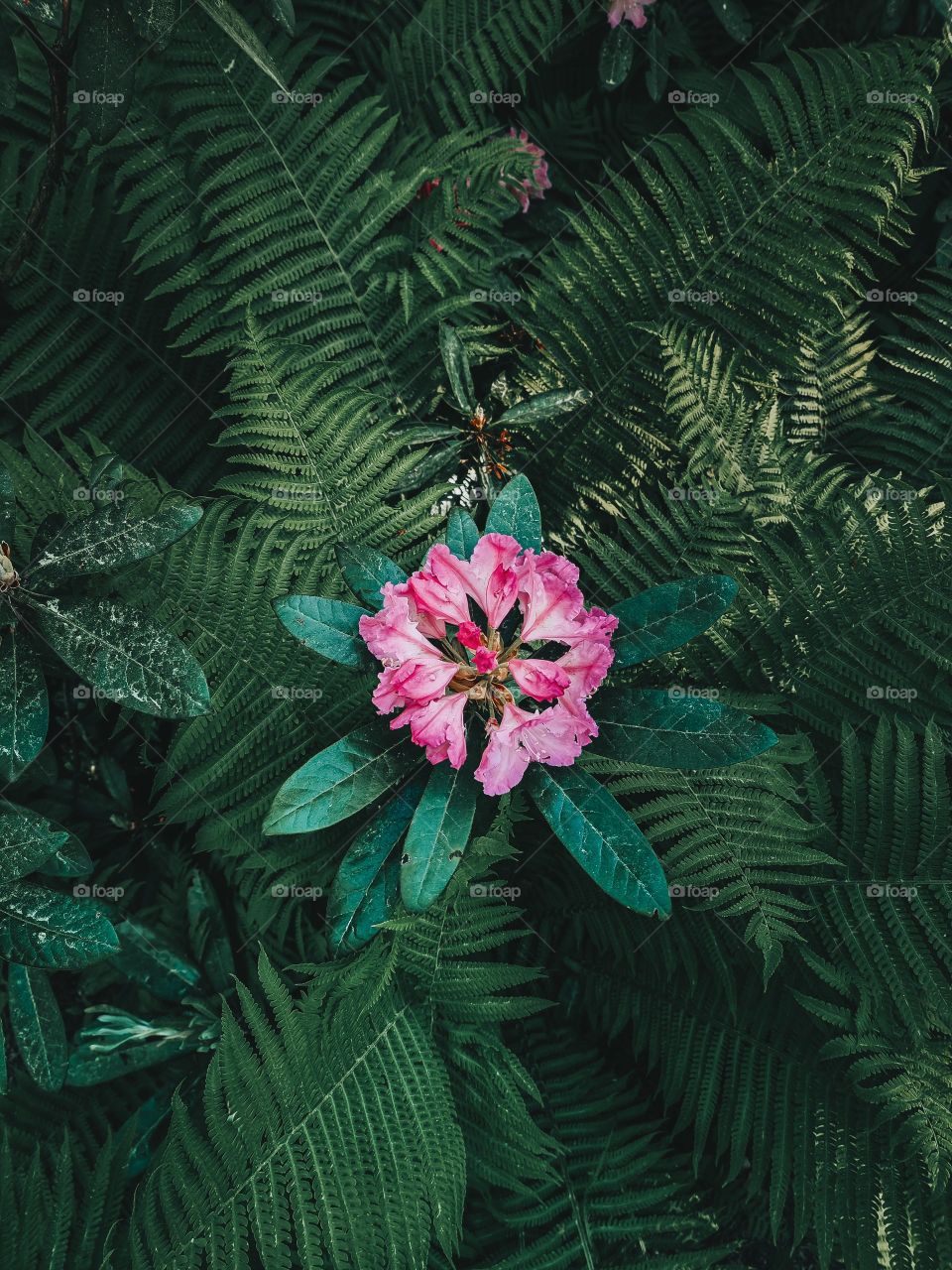 Pink Flower In Bloom Surrounded By Ferns Photo