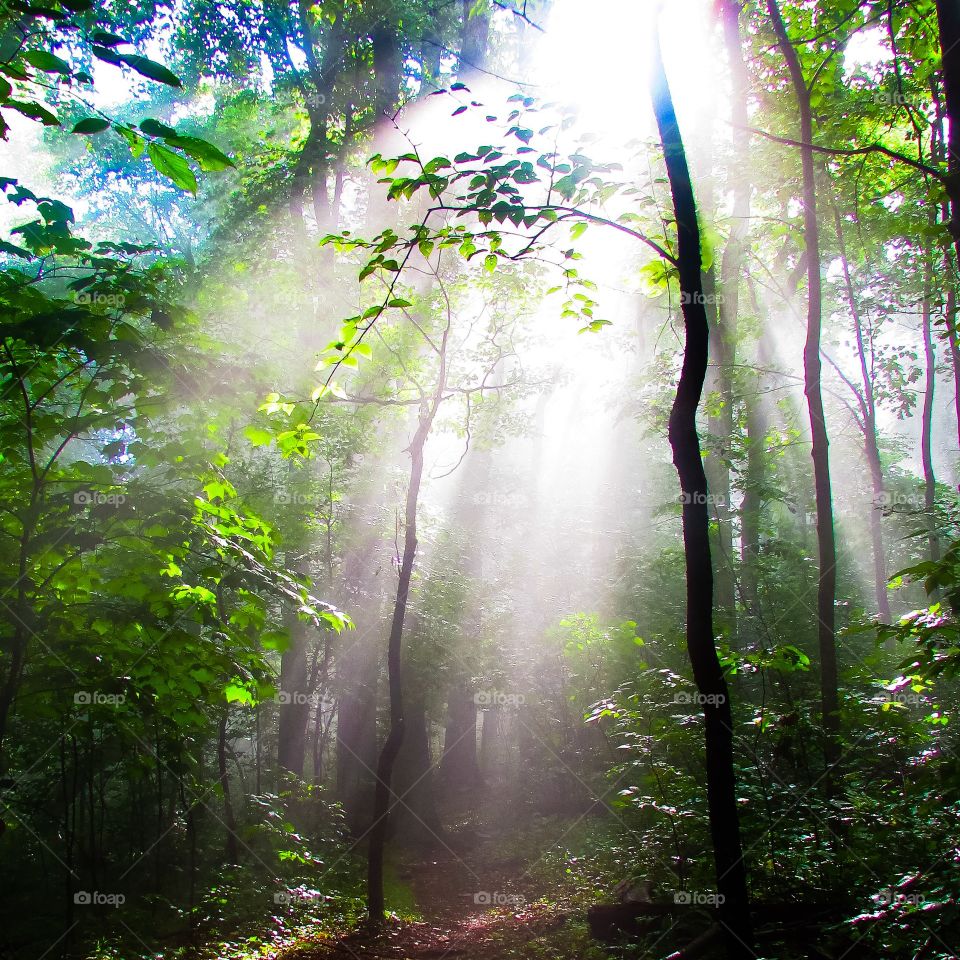 Trees in forest