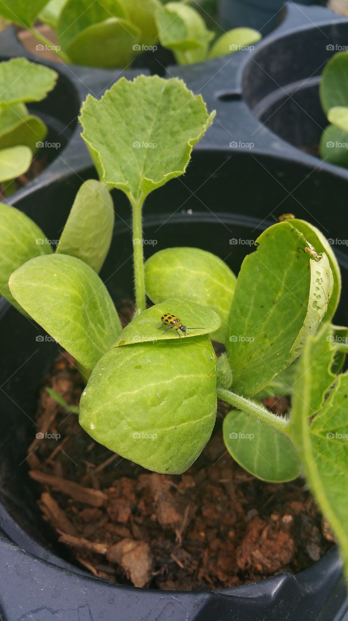 Leaf, Food, Flora, No Person, Nature