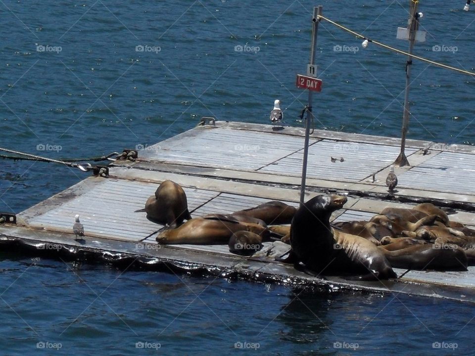 Sea Lions San Diego