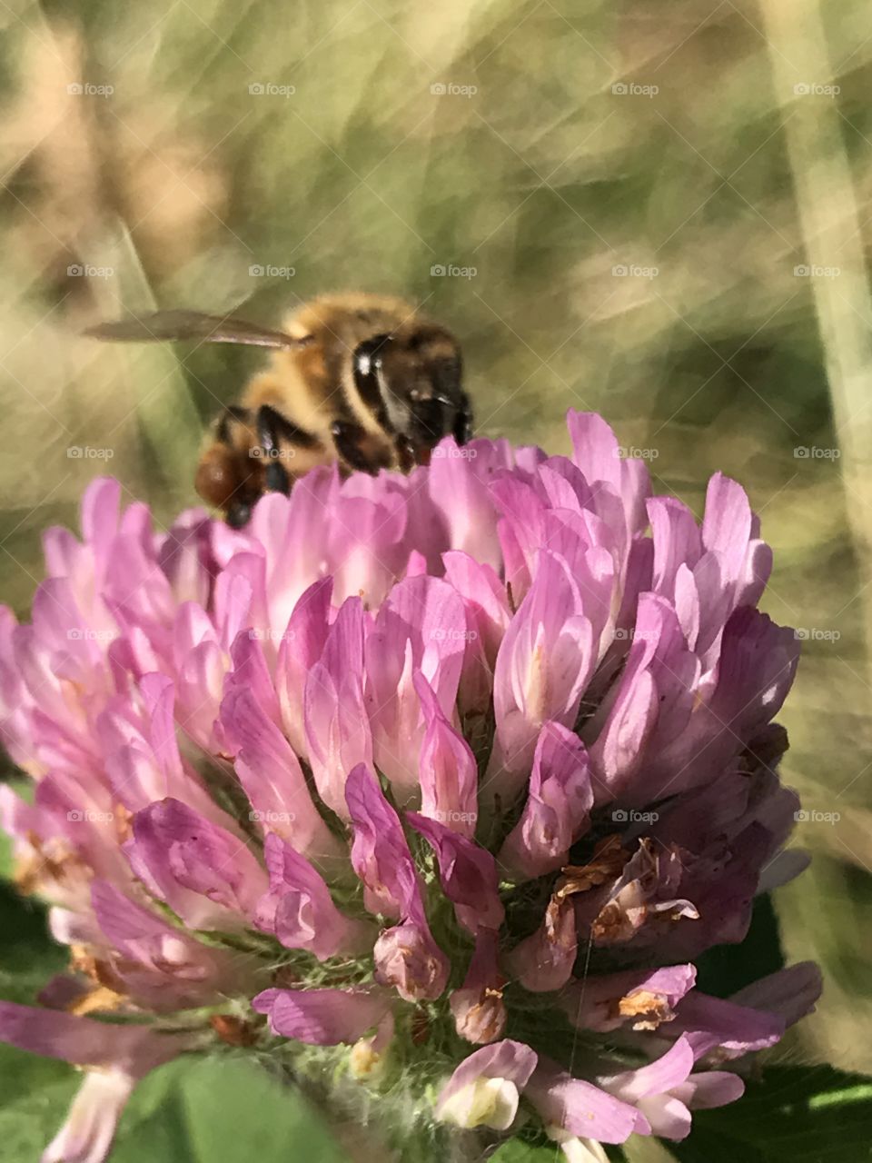 Honeybee Foraging In Fall