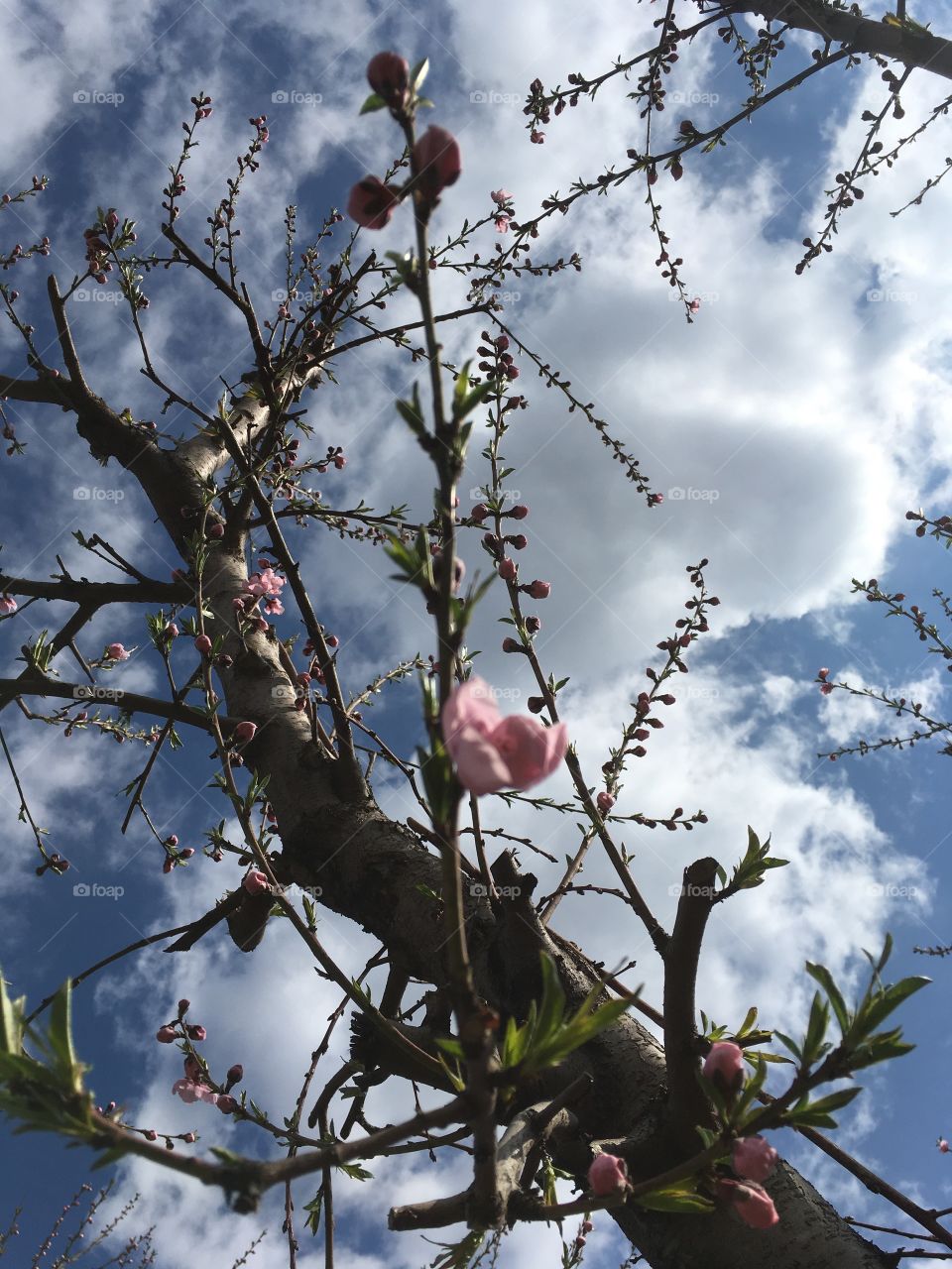 Tree to the clouds 