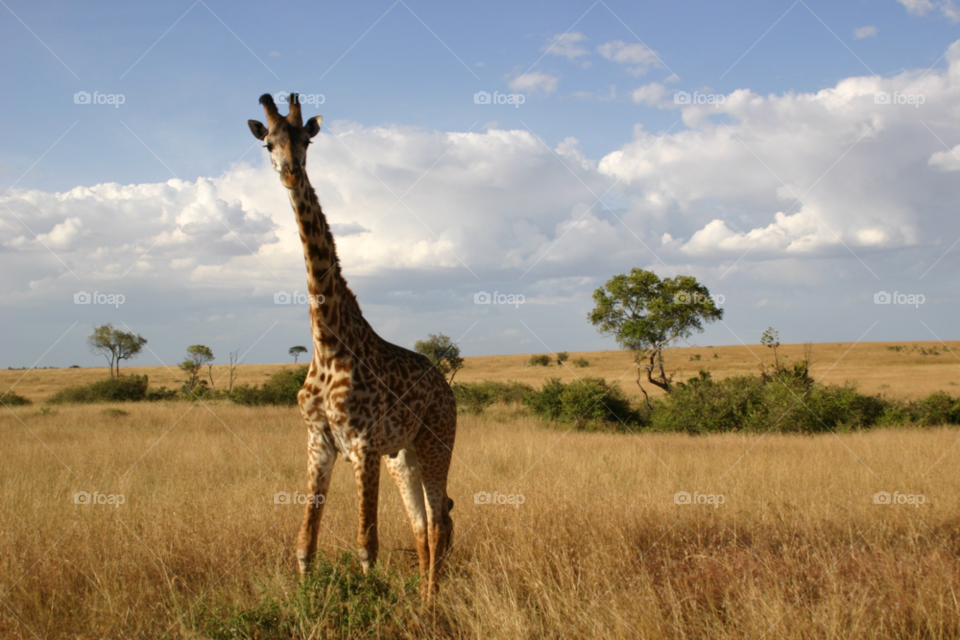 Giraffe on grassy land
