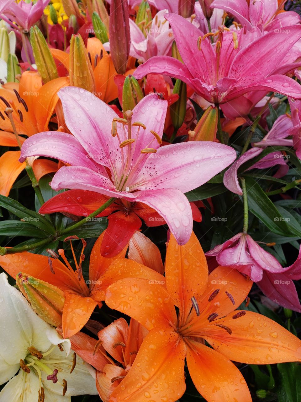 pink orange and white lilies