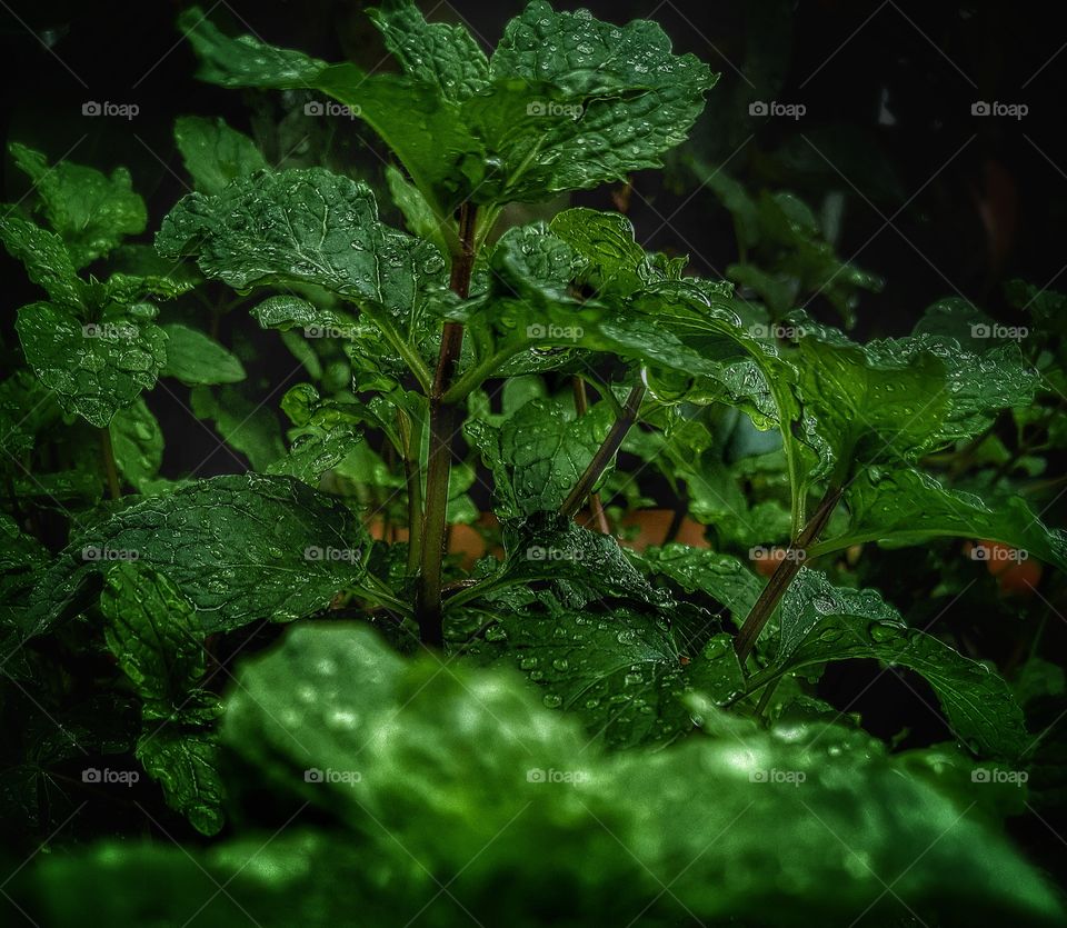healthy food mint leaves