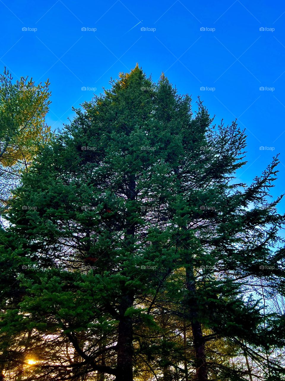 A giant fir tree on a clear day with an airplane flying overhead.