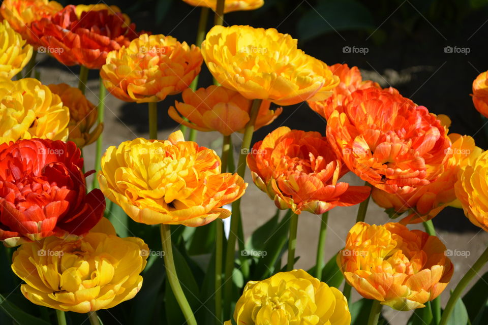 Cluster of flowers 