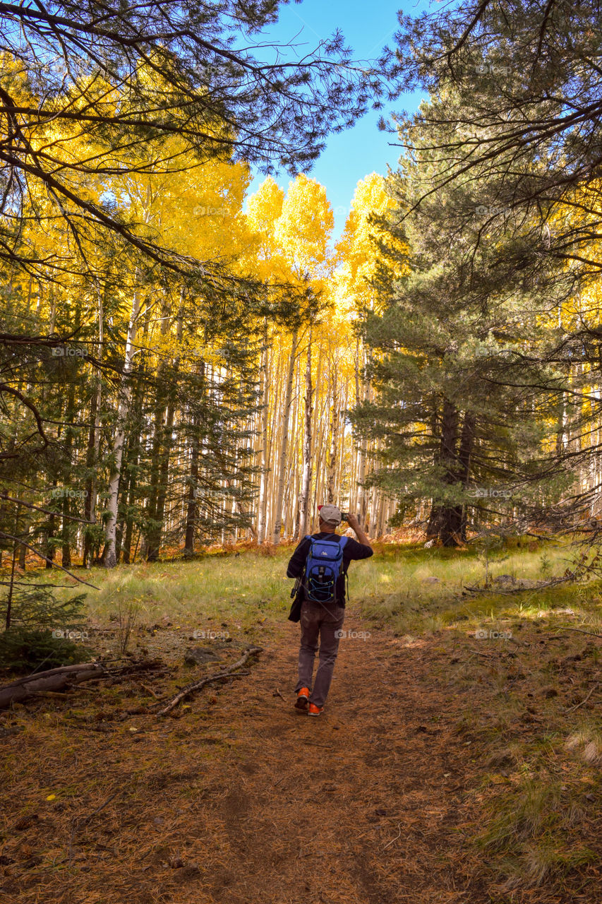 Hiking in the Aspens