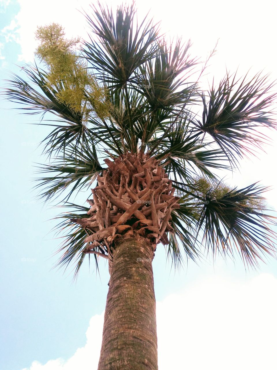 Palm tree