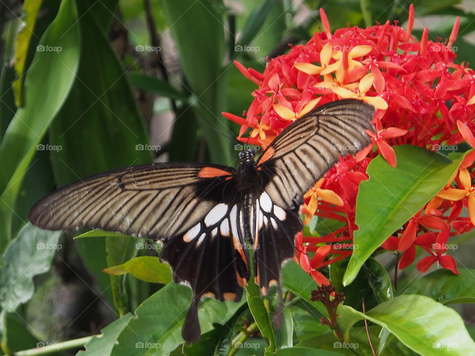 Close up of butterfly