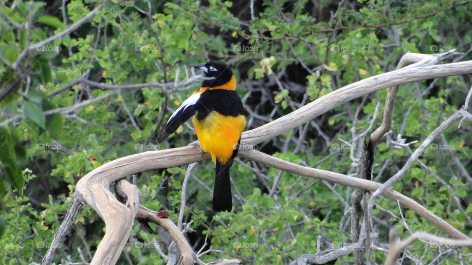 trupial Bird Curaçao Dutch Caraïben