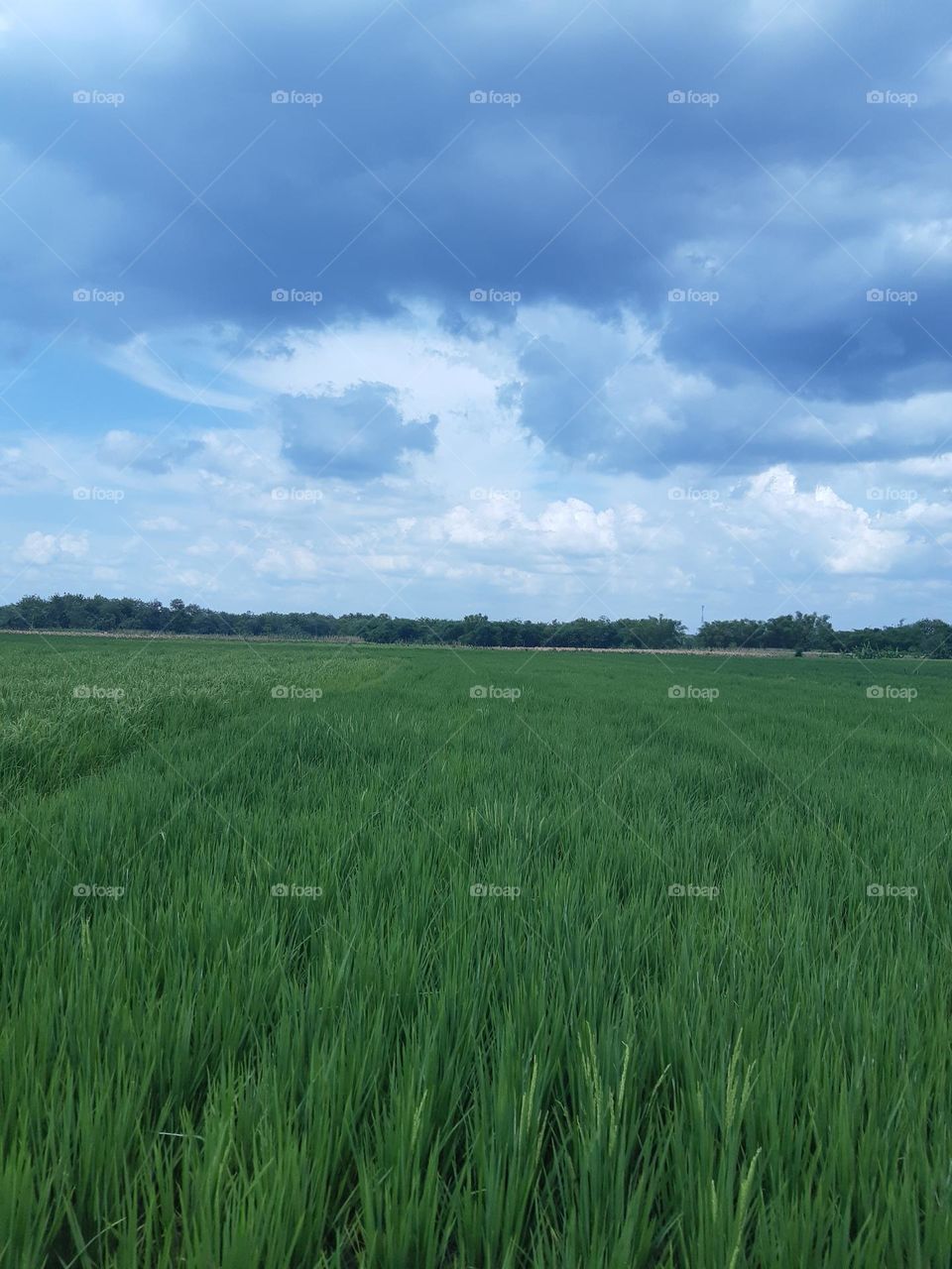 Beautiful and nature scenery of the ricefield