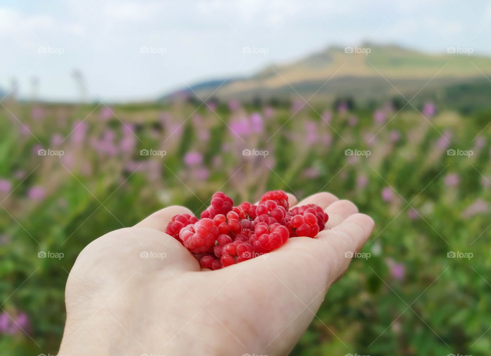 Red berries season