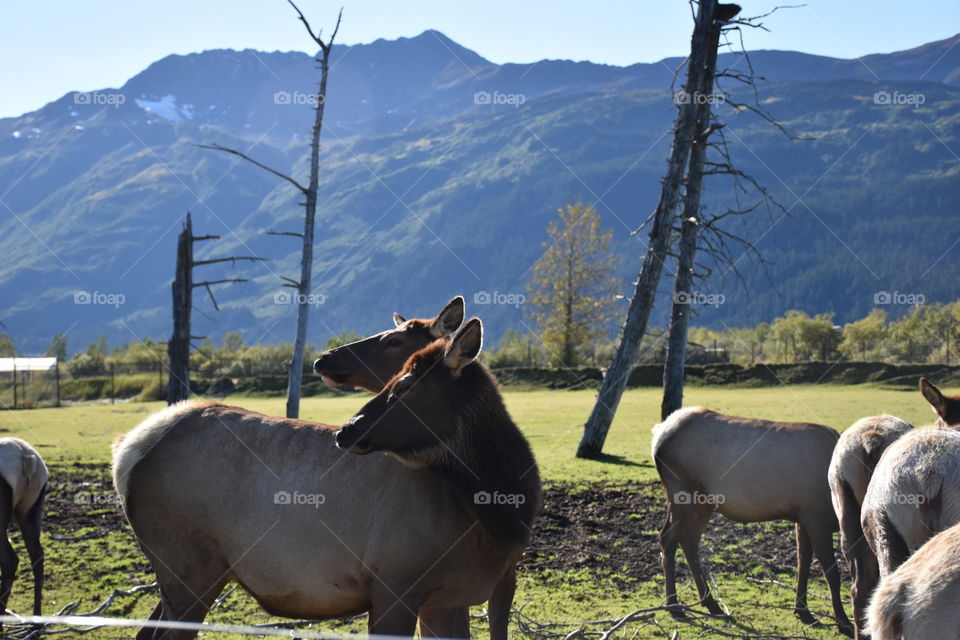 Wildlife in Alaska 