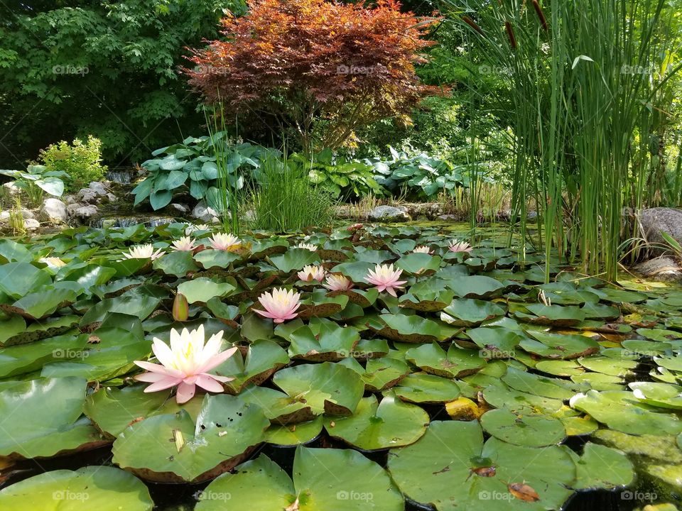 Scenic view of water lily flowers