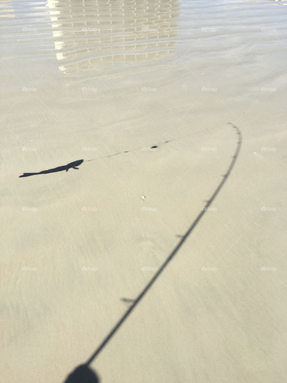 Shadow of a fish