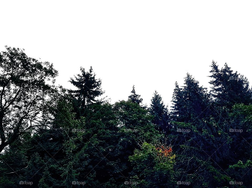 Forest and sky