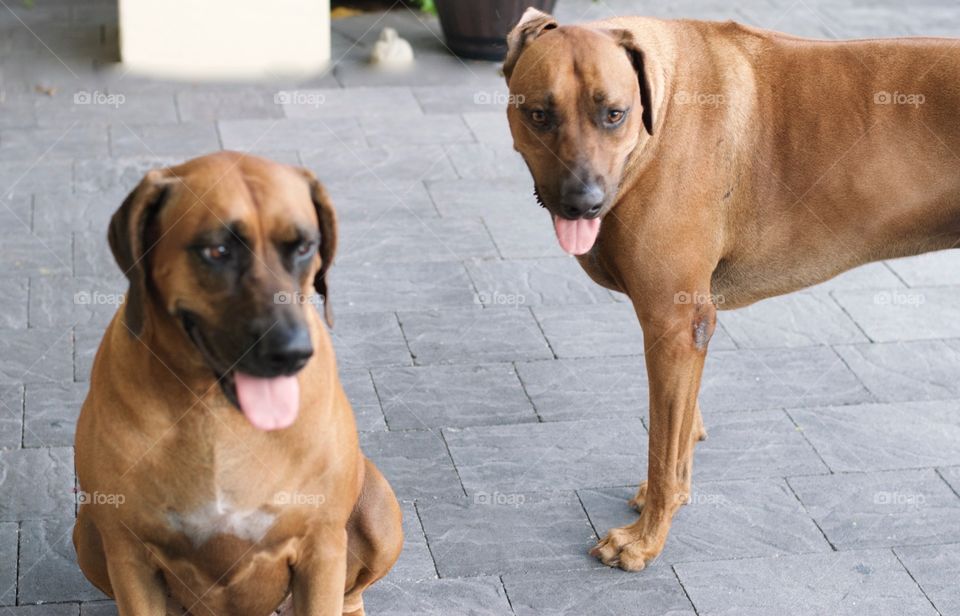 Rhodesian Ridgebacks