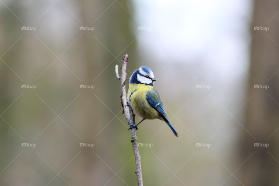 Bluetit