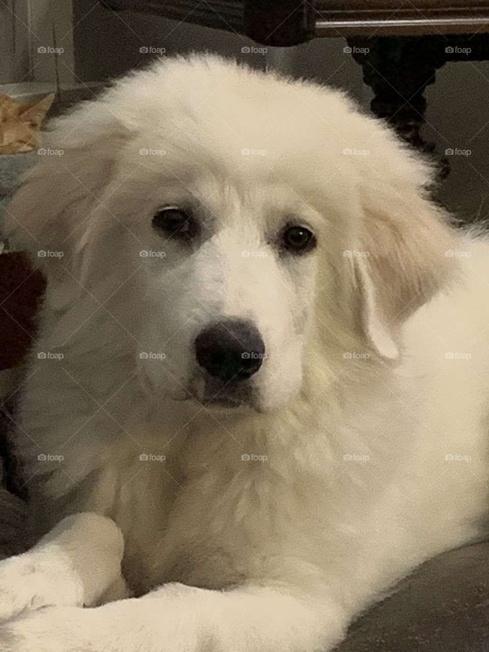 Great Pyrenees puppy dog 