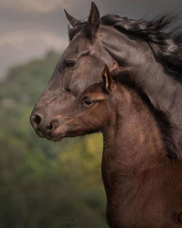 black horse