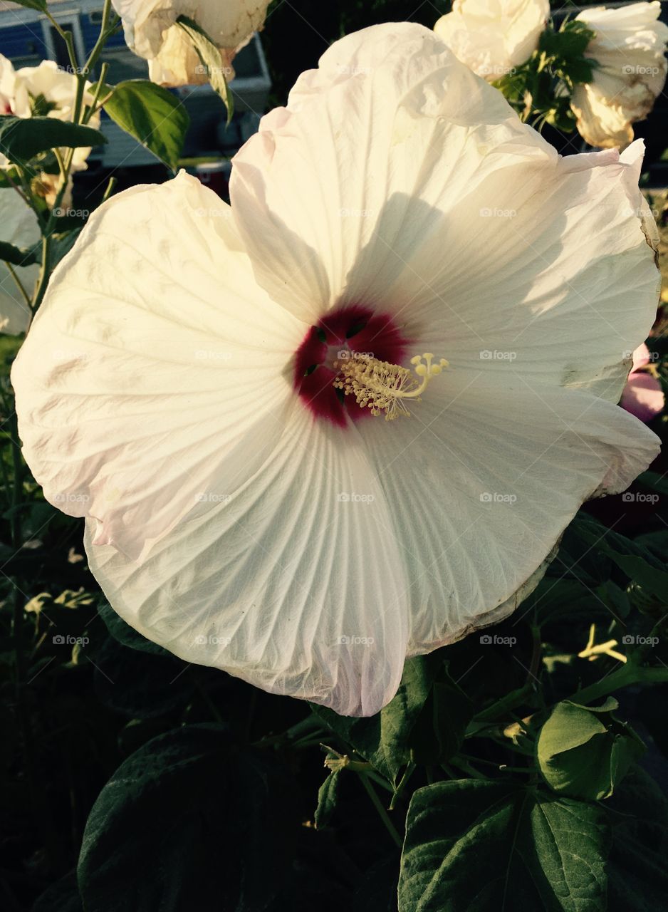 White Hibiscus flower.