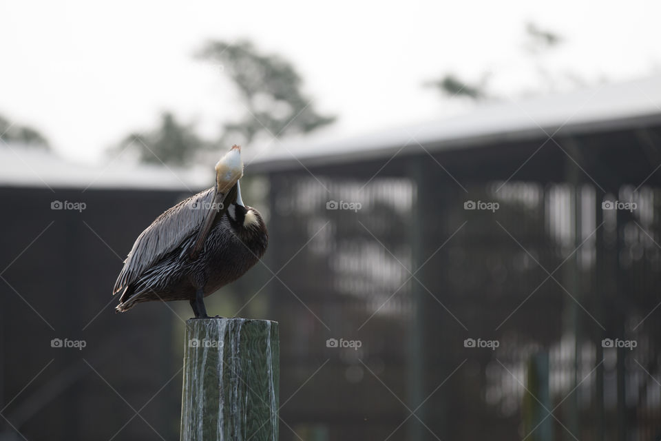 Bird, No Person, Outdoors, Nature, Wildlife