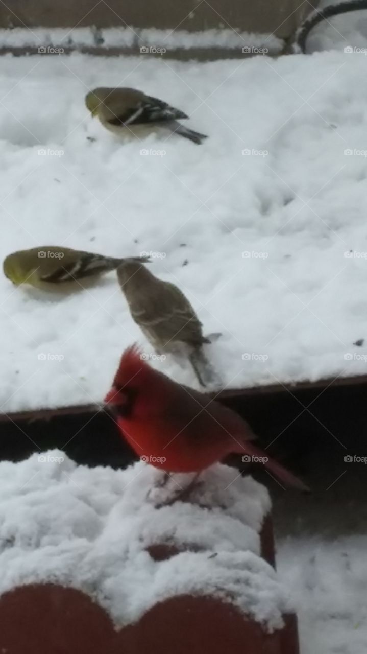 Snow, Winter, Bird, Cold, Wildlife