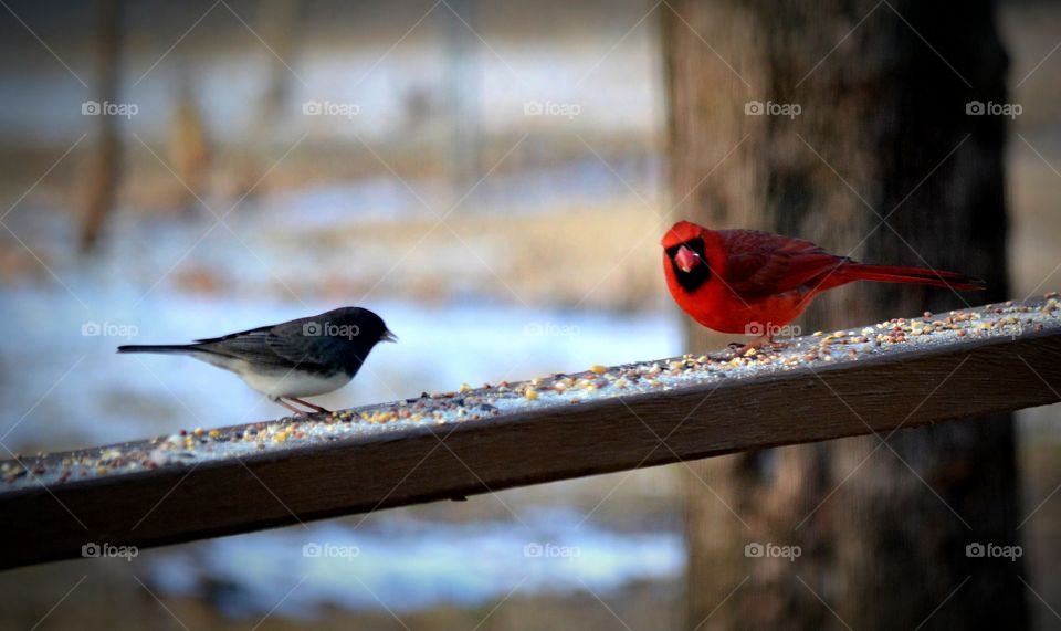 junco and male cardinal