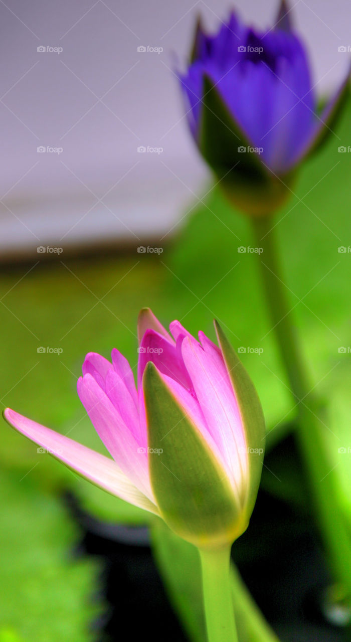 THE THAI PURPLE LILLY BANGKOK, THAILAND