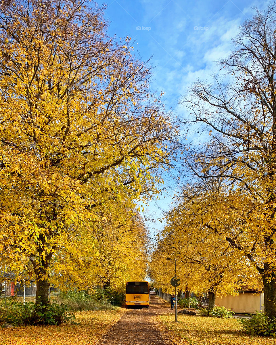 A yellow bus surrounded by autumn leaves